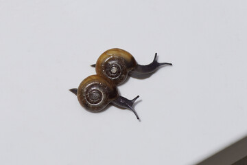 Two Draparnaud's glass snails (Oxychilus draparnaudi). Small land snails. Family glass snails, Oxychilidae. On a white background. Summer, July, Dutch garden