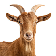 brown goat portrait on png brown goat headshot png livestock animal isolate png transparent background image