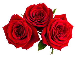 Naklejka premium Red rose isolated on a transparent background.