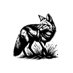 wolf head vector illustration