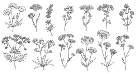 Hand-drawn botanical illustration: delicate wildflowers, line art, minimalist style, black and white, floral design elements.