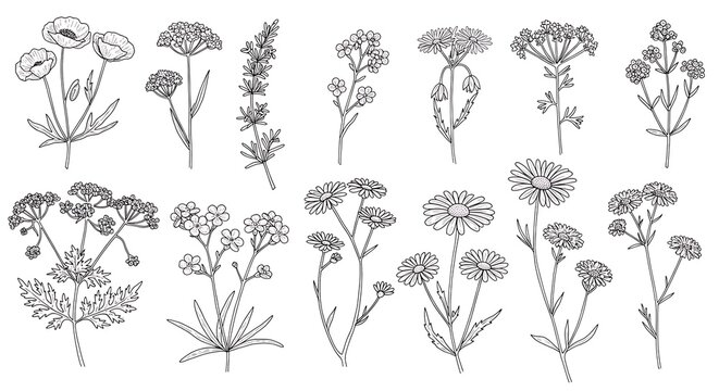 Hand-drawn botanical illustration: delicate wildflowers, line art, minimalist style, black and white, floral design elements. - Powered by Adobe