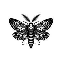 butterfly on white background