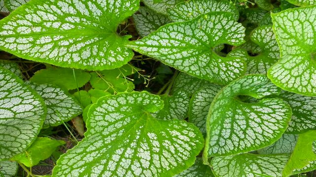Bright green and white pointed patterned leaves of the heartleaf alkanet plant