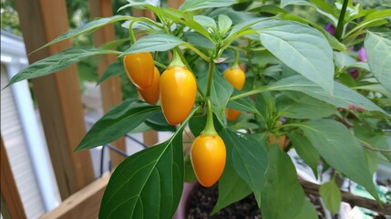 Bright orange peppers growing on a lush green plant indoors by a wooden railing.