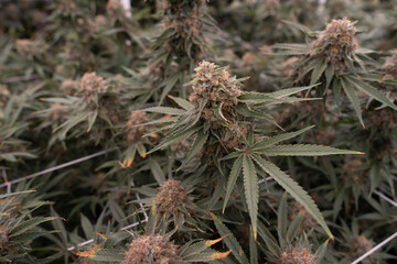 Close-up of mature cannabis plants with dense, resin-coated buds ready for harvest.