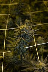 Cannabis plants with dense buds growing under indoor controlled conditions, supported by a trellis...