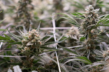 Close-up of mature cannabis plants with dense, resinous buds and frosty trichomes growing indoors,...