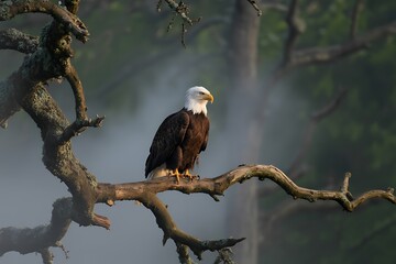 Majestic bald eagle perched proudly on branch with misty forest backdrop, symbolizing freedom and strength, perfect for patriotic themes and nature campaigns