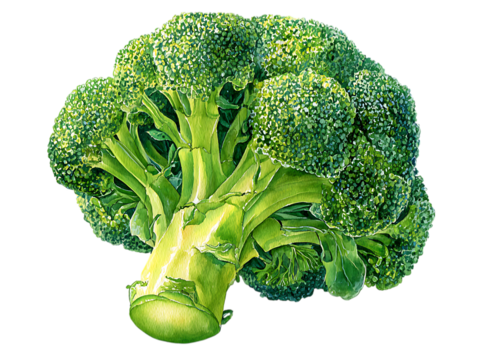 Illustration of a fresh, vibrant head of broccoli with detailed florets and a thick stem, isolated on a transparent background