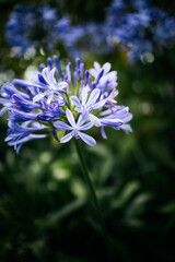 blue flower in the garden