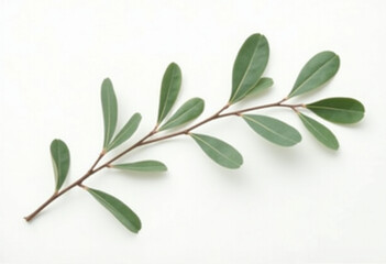 Fototapeta premium Minimal Green Leaves on White Background