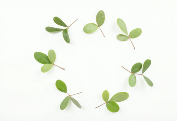 Minimal Green Leaves on White Background