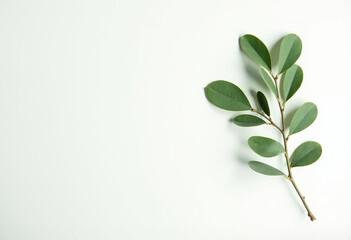 Minimal Green Leaves on White Background