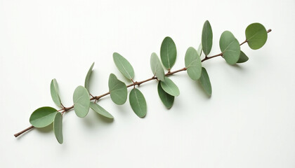 Minimal Green Leaves on White Background