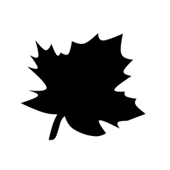 Maple leaf 