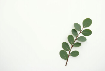 Minimal Green Leaves on White Background