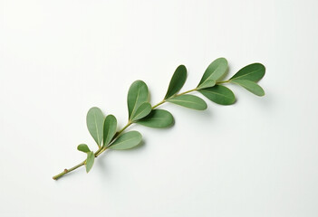 Minimal Green Leaves on White Background