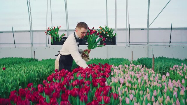 A young man works in a greenhouse carefully harvesting burgundy tulip flowers grown hydroponic. A worker or owner in a greenhouse on a bed collects tulips for sale in flower shops. Growing tulips.