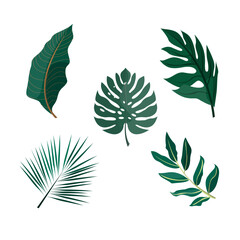 Tropical Leaf Vector Set Collection, Monstera and Palm Leaves Design Vector Set Illustration