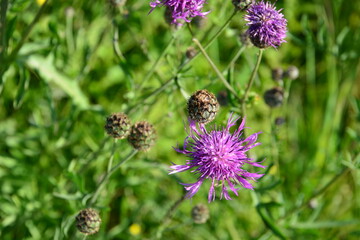 Purple Knapweed Flowers Blooming in a Green Field