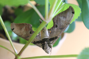 Sphinx Moth or Hawk Moth in Flowering Plant with Green Stem and Green Leaves, Brown with Dark Brown Markings, Large Wingspan and Thick Body, Sphingidae, Insect