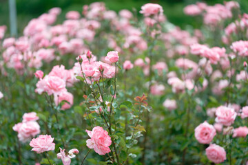 Beautiful pink roses in a rose field with bokeh effect