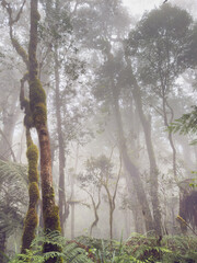 Mysterious fog covering trees and ferns in kilimanjaro forest, tanzania.
