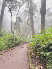 Hiking trail through lush misty rainforest on kilimanjaro, tanzania.