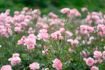 Beautiful pink roses in a rose field with bokeh effect