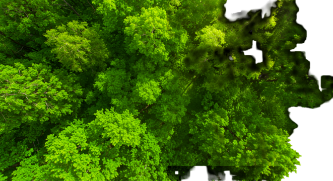 Abstract Green Forest Illustration On Transparent Background Top View