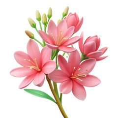 Fototapeta premium Beautiful pink sparaxis flowers floral arrangement spring blossoms petals botanical bloom flora nature 100