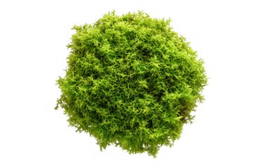 Bright green moss ball isolated on transparent background for creative design projects 