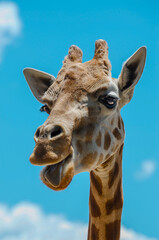 Happy giraffe at Sydney Zoo