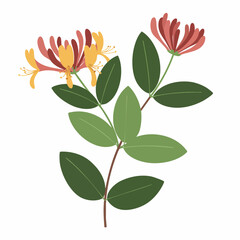 Fototapeta premium Honeysuckle Branch with Yellow and Red Flowers and Green Leaves Illustration