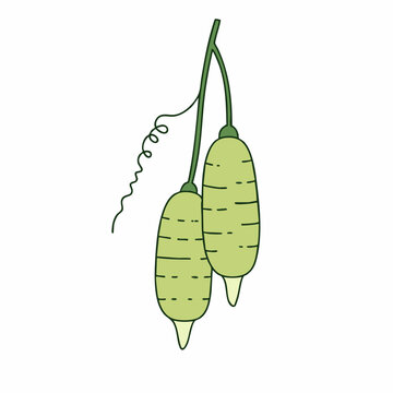 Two light green pointed gourds hanging from a stem with a tendril