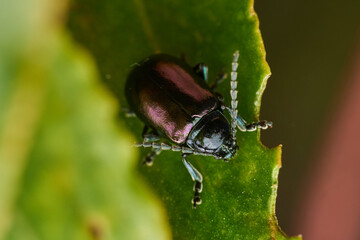 Purple beetle resting on green leaf