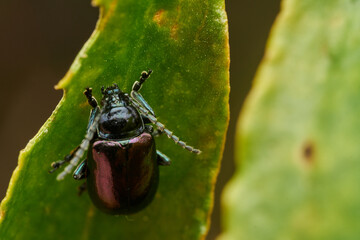 Purple beetle resting on green leaf