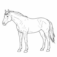 Detailed Line Art Depicting a Graceful Horse in Profile, Standing Still