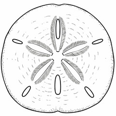 Detailed Line Drawing of a Sand Dollar Showing Radial Symmetry