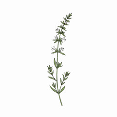Detailed Botanical Illustration of a Delicate Hyssop Plant with Tiny White Flowers