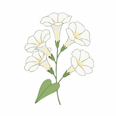 Delicate White Morning Glory Blossoms in Elegant Arrangement