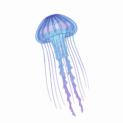 Elegant Blue Jellyfish with Gradient Tentacles Illustration