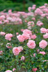 Beautiful pink roses in a rose field with bokeh effect