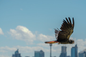 Soaring above Sydney