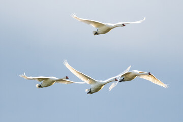 Mute Swans Flying Against The Sky