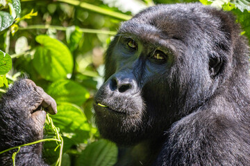 Adult mountain gorilla, gorilla beringei beringei, grazing the lush shrubs of the Bwindi Impenetrable Forest, a World Heritage site. Endangered species.