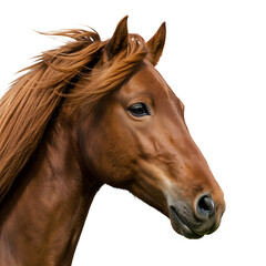 Obraz premium Majestic Brown Horse Portrait with Flowing Mane