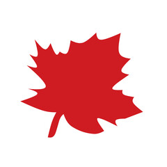 Red maple leaf 
