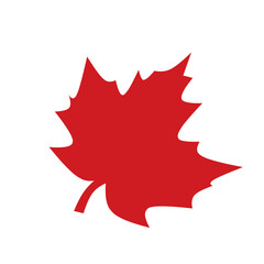 Red maple leaf 